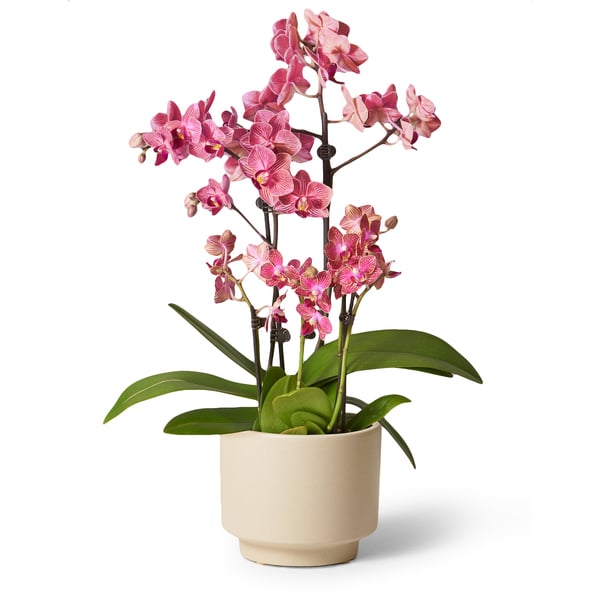 The Sill Fuchsia Orchid