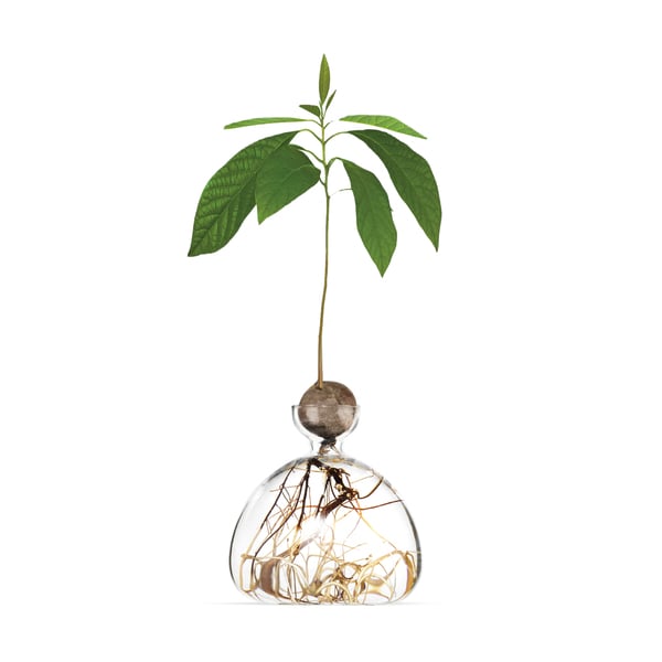 Ilex Studio Avocado Vase goop