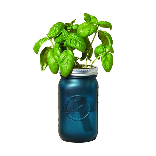 Modern Sprout Garden Jar - Basil