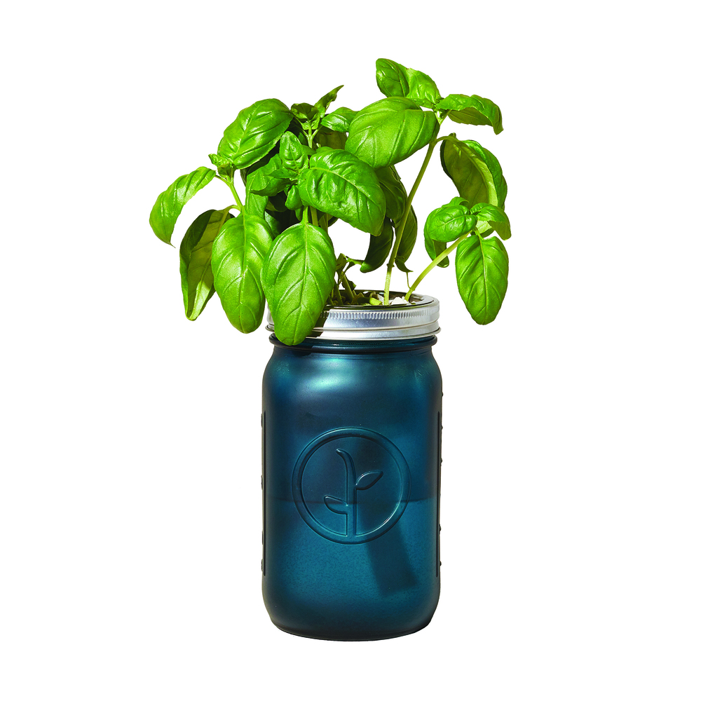 Modern Sprout Garden Jar - Basil In Teal