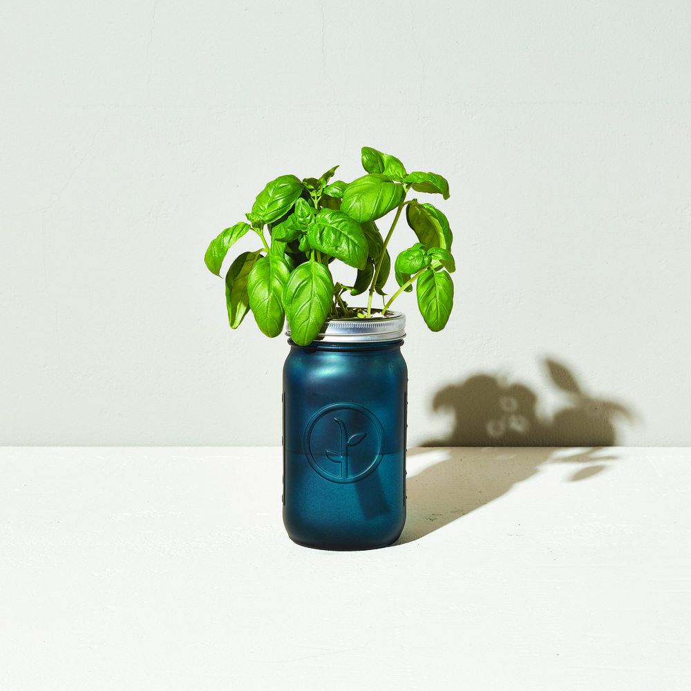 Modern Sprout Garden Jar - Basil In Teal